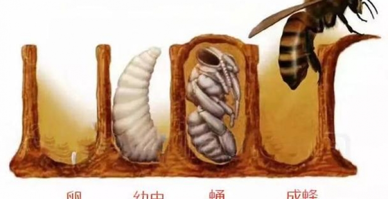 中华蜜蜂繁殖周期是多长 怎么样才能让蜜蜂繁殖的更快